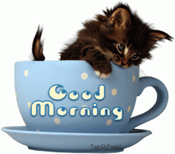 morn-kitty-cup.gif