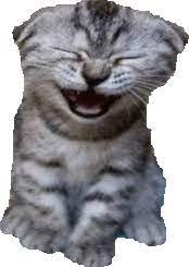 CatLaughing.jpeg