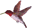 animated-hummingbird-image-0023.gif