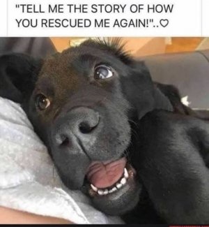 rescue.jpg