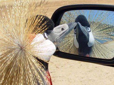funny-animals (1).jpg