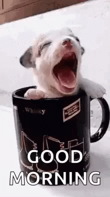 morn-puppy-cup.gif