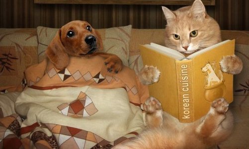 funny-dog-cat-book.jpg