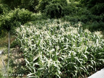 corn7-14 001.jpg