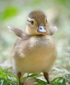 tumblr_ee4b202cf5deb611cfbbdd51bb86eaa0_350ac09b_500.jpg