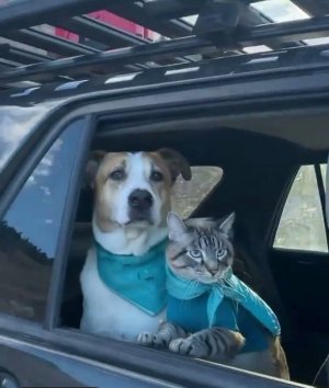 cool cat and do 4 fb.jpg
