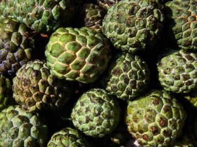 Cherimoya.jpg
