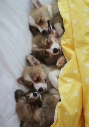 16 Hilarious Photos That Prove Corgis Are The Ultimate Nappers.jpeg