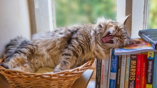 image-of-cat-in-basket-beside-books-1280x720.jpg