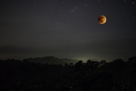 rainforestlunar.jpg