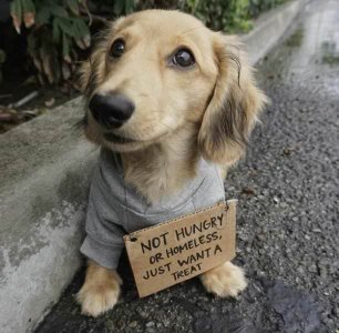He really deserves a treat_.jpeg