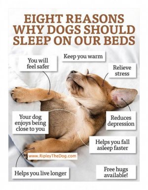 Eight Reasons Why Dogs Should Sleep On Our Beds - Ripley The Dog.jpeg