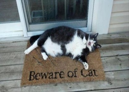 1-beware-of-cat.jpg