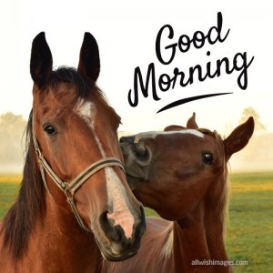good-morning-wish-image-6.jpg