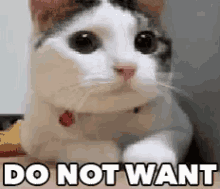 no-cat.gif no-cat.gif