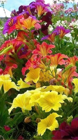 Mesmerizing Flowers.jpeg