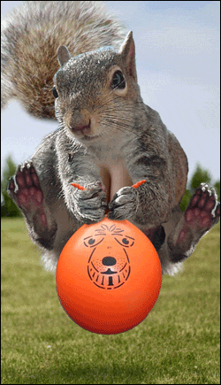 squirrel bouncyball.gif