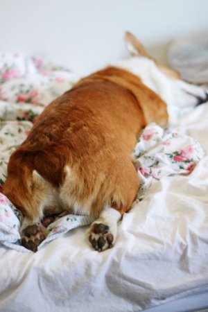 McCoy the Corgi.jpeg