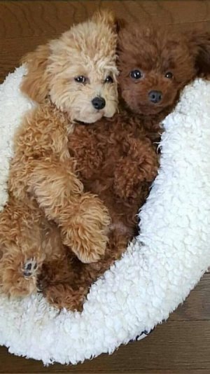 Look at these Cuties! Who doesn't love dogs_….jpeg