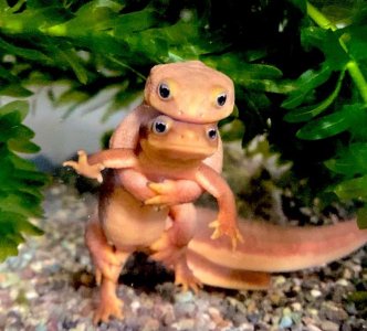 cute-newt-photo-1.jpeg