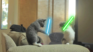 cat-light-sabers.gif