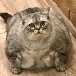 big cat.jpg
