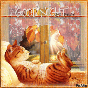 377272-Sleeping-Cat-Good-Night-Sweet-Dreams-Gif.gif