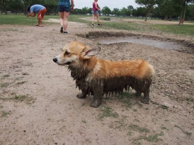 21 Things All Corgi Owners Must Never Forget.jpeg