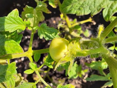 My 1st tomato  in 2022..jpg