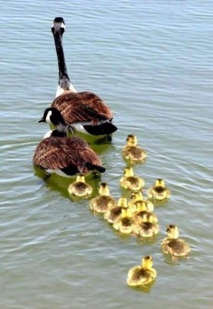 goslings 3.jpg