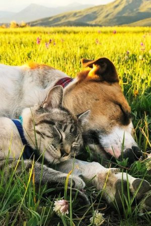 cat dog 4 fb.jpg