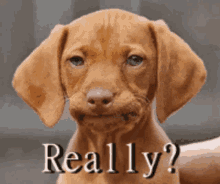 really-dog.gif