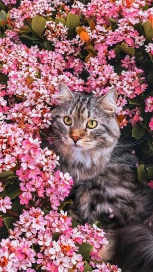 cat 4 fb flor.jpg