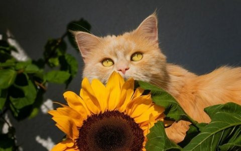 cat sunflower 4 fb.jpg