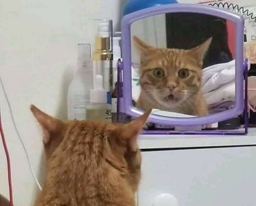 important-animal-images-funny-pics-144-6065a691b5e31__605-768w[1].jpg