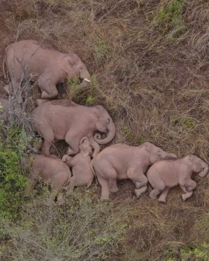 ElephantFamilySleeping.jpg