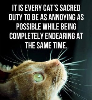 cattitude052822.jpg