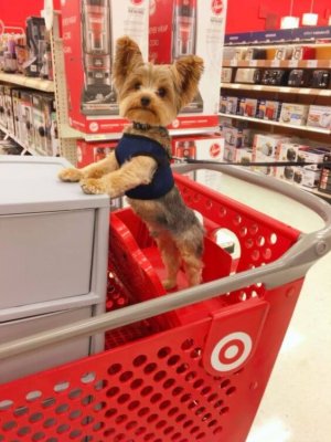 15 of the Funniest Yorkie Pics That Were Taken at the Perfect Time.jpeg