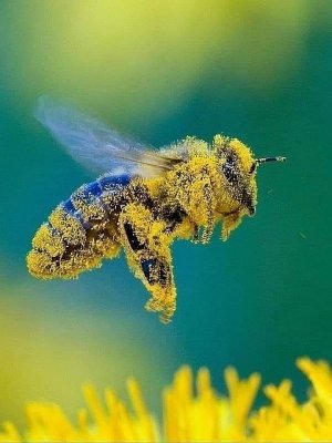 bees053022.jpg