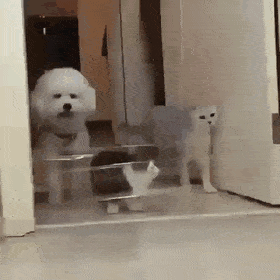 dog v cat.gif