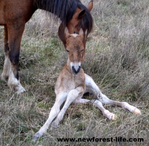 new forest foal.jpg