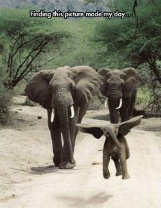 85c33618effcc02192c8461819193085--happy-elephant-elephant-baby.jpg