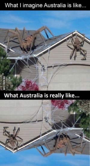 1845b84d1973fcd04ea4bdbb5654d233--halloween--haha-funny.jpg