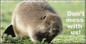 Beaver.jpg