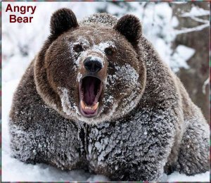 Angry bear.jpg