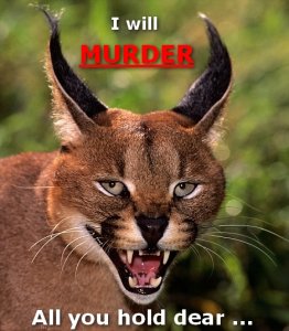 caracal-cat.jpg