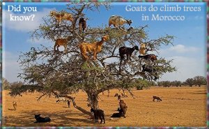 treegoats morocco.2.jpg