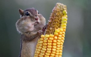 corn-squirrel.jpg