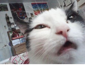 funny-cat-close-face-sneeze.jpg