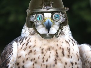 falcon-with-goggles.jpg